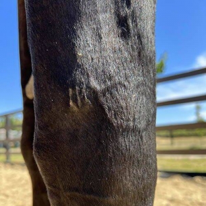 骨软骨瘤：影响马匹移动和跳跃的“隐形杀手”