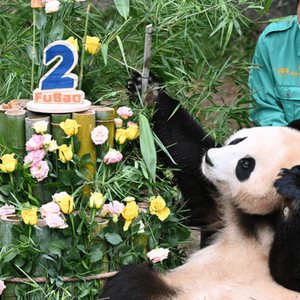 萌萌哒！韩国为大熊猫“福宝”庆祝2岁生日 特制蛋糕亮了