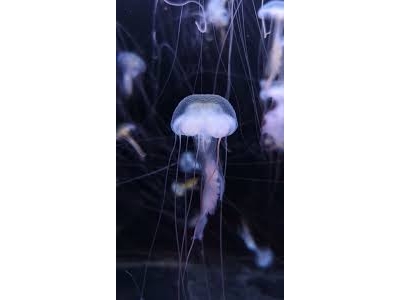 游泳需小心！普吉岛海域发现剧毒水母，每平方米约100只