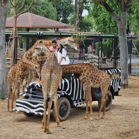 曼谷周边超酷 Safari！大城狮子公园撸猛兽太爽了😘😘😘