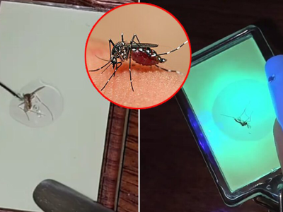 泰国女子靠死蚊子做钥匙扣，竟月入上万泰铢！