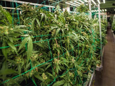 泰国大麻生意要变天了？政府开始全面检查种植场