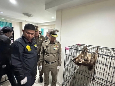 偷松鼠猴还牵出毒品网！曼谷夫妻被泰警一锅端