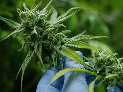 泰国将彻底终结大麻自由！7月前提法案严禁娱乐性吸食大麻