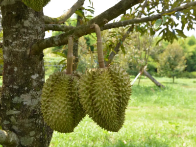 对标中国标准，泰国强化输华品质