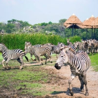 泰国4大动物园！