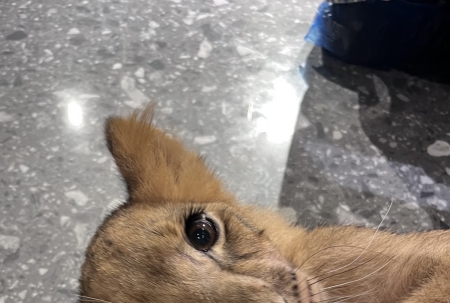 曼谷居然有可以看小狮子的咖啡店🦁
