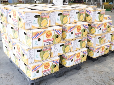 泰国A级榴莲直达中国！尖竹汶基地正式启动