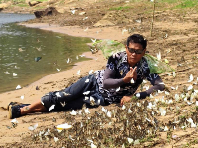 泰国夏季限定奇景！林寨水坝蝴蝶大规模现身