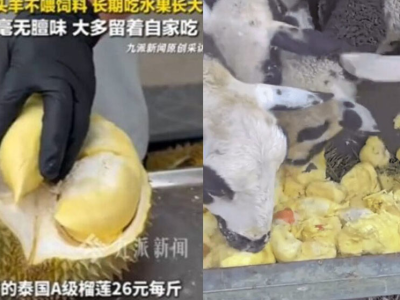 每斤批发26元！河北水果摊主拿高端泰国榴莲喂羊引发热议