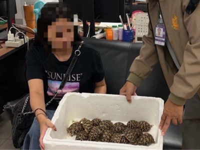 胶带缠身藏30只陆龟！19岁台湾女子在素万那普机场落网