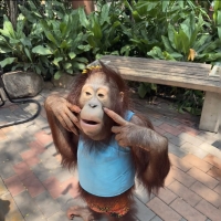 Safari World 提前在网上买票会比现场便宜 网红猩猩还是很可爱的