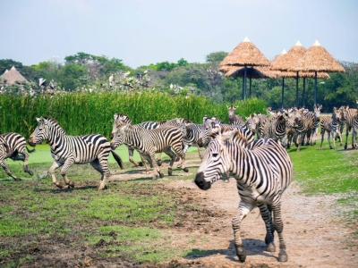 泰国4大动物园！