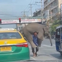 曼谷街头奇遇！大象 “搭人肩” 逛马路，泰式魔幻名场面实锤了