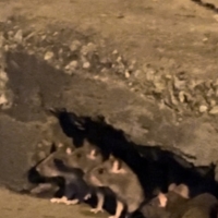 在清迈晚上不要走夜路..