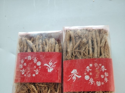 商用人参