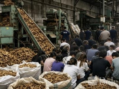 菲律宾突袭非法工厂：3名中国人被捕28人获救