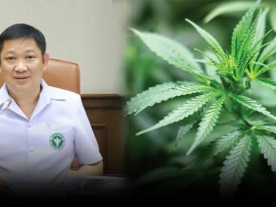 泰国发布大麻行业最新指南：暂停或吊销执照标准明确