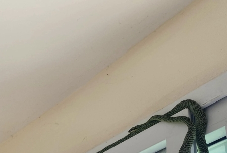 清迈哪哪都好，就是惊喜太大了。还好不是毒蛇