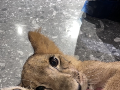 曼谷居然有可以看小狮子的咖啡店🦁