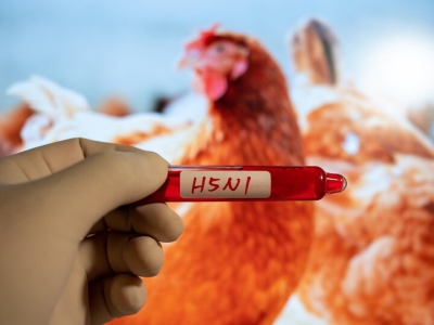 H5N1儿童病例再现，柬埔寨三岁男童感染