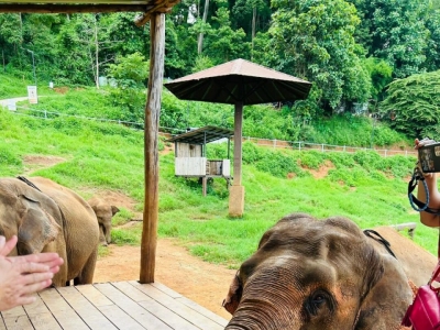 救命！泰国的大家伙也太可爱了吧！🐘✨