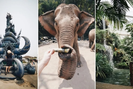 🌿 泰国大象丛林保护区体验指南：和温柔巨兽的近距离互动