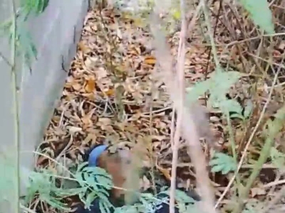 柬埔寨波贝市惊现中国电诈人员尸体，疑似谋杀！