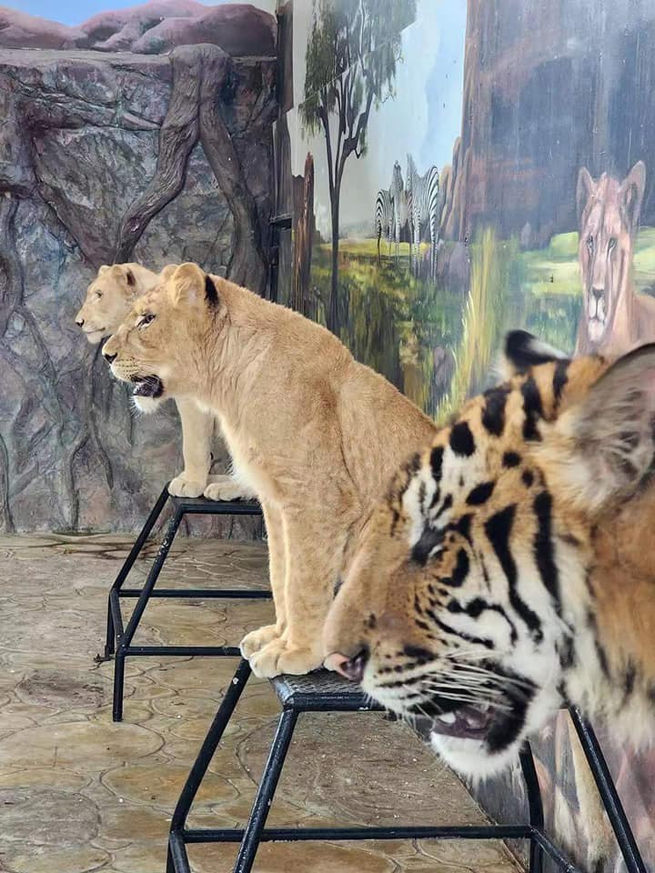 IMAGE 2026-04-13 13:09:26.jpg