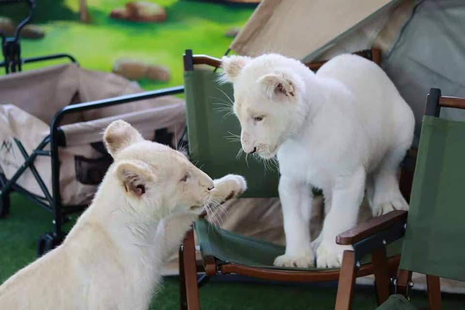 IMAGE 2026-04-13 13:09:28.jpg