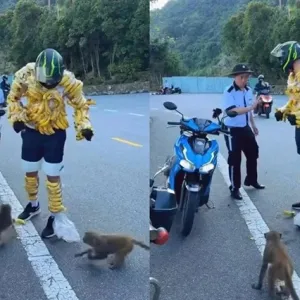 外国游客违规喂食猴群引当地管理干预