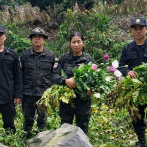 多部门联合行动,彻底清除南府罂粟田