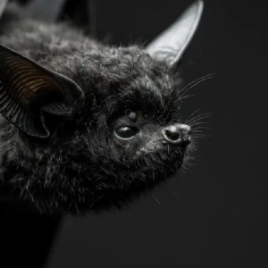 泰国未出现病例,但尼帕病毒防控仍不可松懈