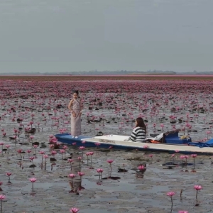 isa效应爆发！乌隆他尼红莲海游客暴增