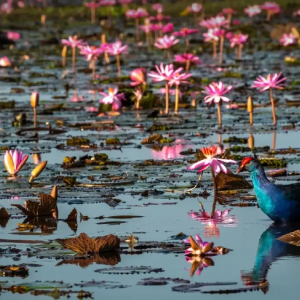 “Lisa效应”推动当地经济，红莲湖旅游火爆！