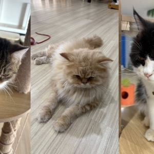 曼谷猫咖虐猫视频曝光，官方介入调查