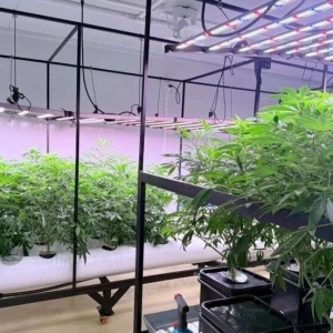 外国董事幕后控制，甲米大麻农场被严查!