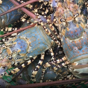 普吉七彩龙虾获GI认证! 成“海中鹅肝”