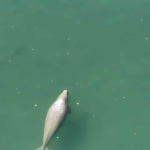 罕见画面曝光！16头珍稀儒艮同框活动