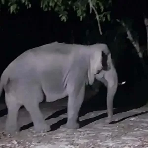 春蓬、达府野象出没! 官方发布安全提醒