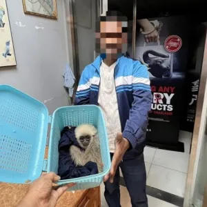 行李箱偷运长尾叶猴与长臂猿？外籍男子在泰国被捕