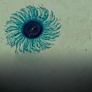 泰国斯米兰海滩出现剧毒水母，游泳区已紧急封闭！