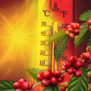 泰国热到无法种咖啡！咖啡生产链受冲击