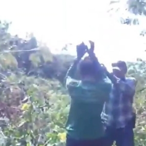 泰国帕尧毒品案：毒贩逃入丛林遭蜂群蜇咬后自首