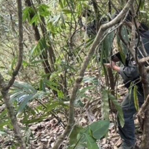 泰北边境爆发交火！4名毒贩被击毙，查获60万粒冰毒