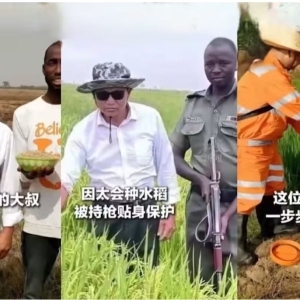 现实版种田爽文：中国大叔在非洲创高产传奇！
