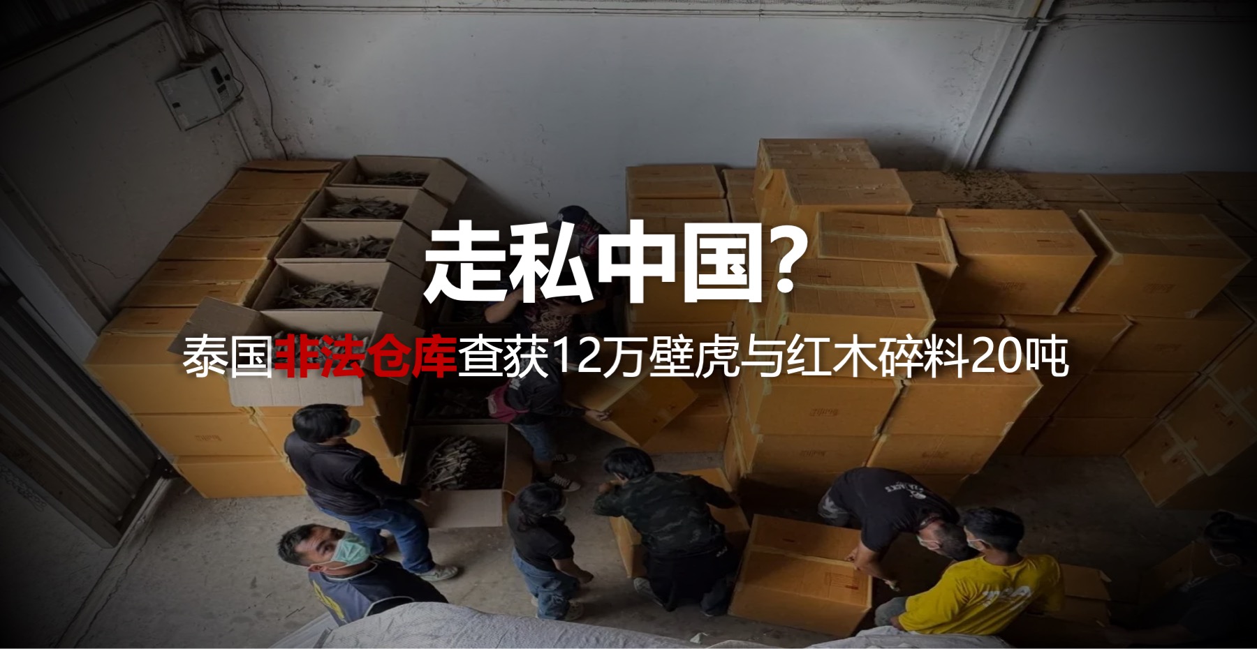 走私中国？泰国非法仓库查获12万壁虎与红木