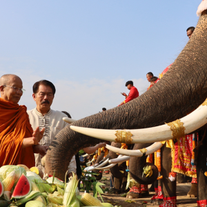 泰国大象日：阿瑜陀耶府为70头大象享盛宴