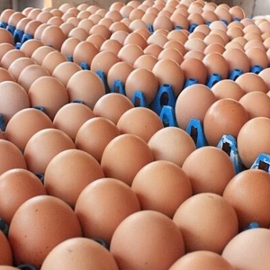 泰国蛋价上调，3月16日起生效
