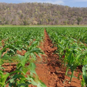 碳排放新规来袭！泰国农业风险迫在眉睫
